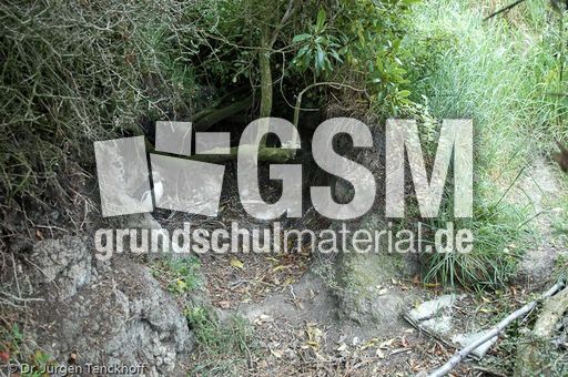 Gelbaugenpinguin (21 von 23).jpg